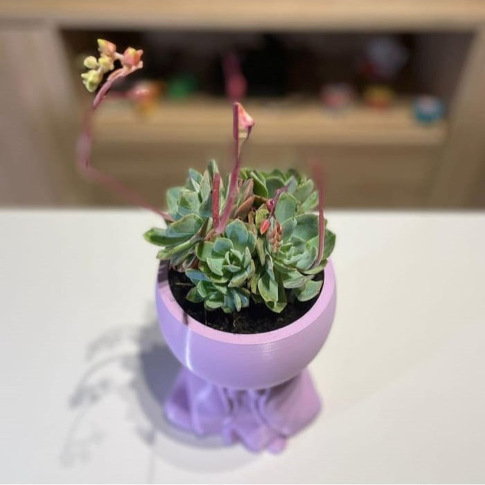 Maceta Buda Meditador