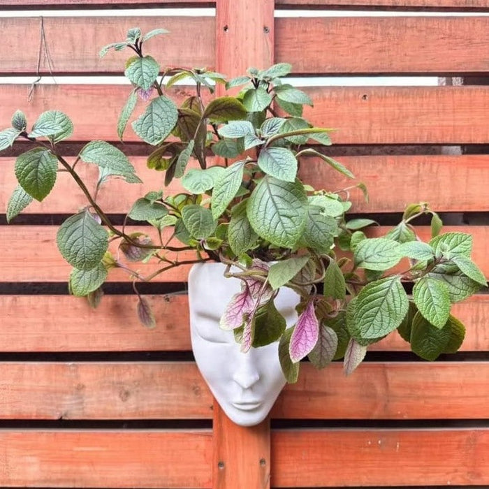 Maceta Rostro Mujer Colgante